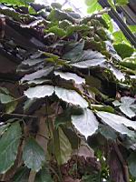 Tetrastigma Voinierianum (fam. Vitacees) (Vietnam, Laos) (2) (Photo F. Mrugala)